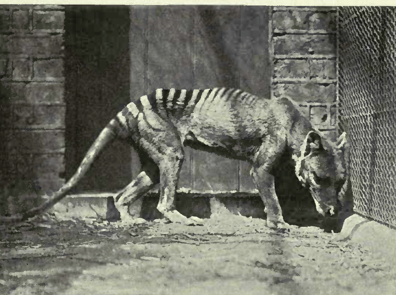 Are Tasmanian Tigers Coming&nbsp;Back?