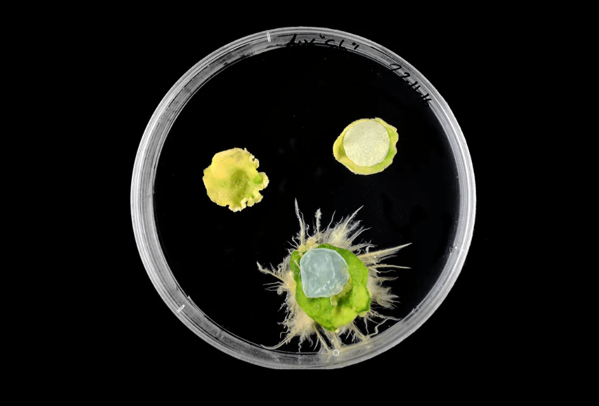 Plants heal their wounds with new bacteria-based&nbsp;band-aid